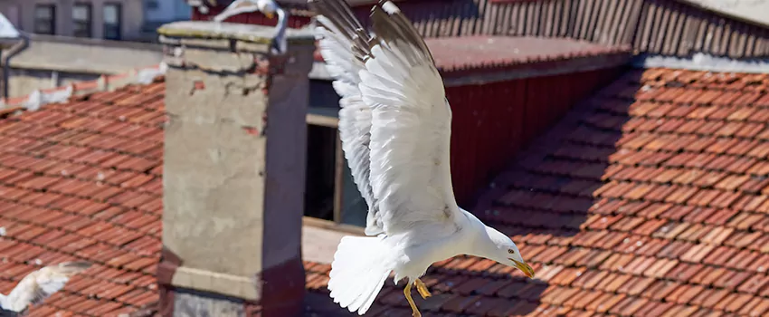 Residential Chimney Animal Removal Solution in Chillum, MD