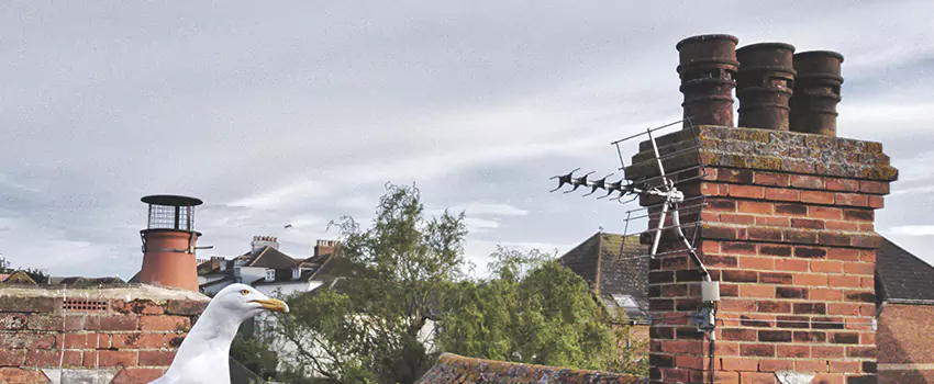 Chimney Cleaning And Restoration in Chillum, Maryland